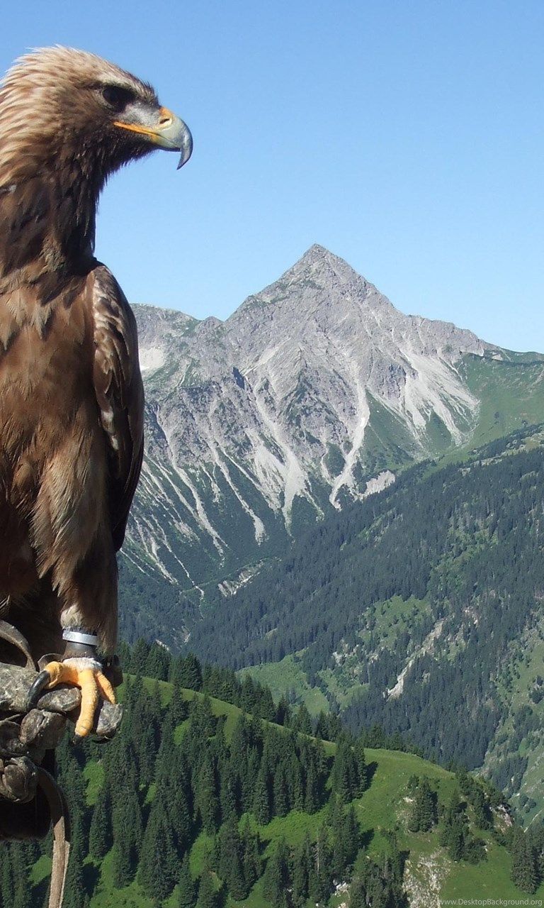 Golden Eagle Android Wallpapers - Wallpaper Cave