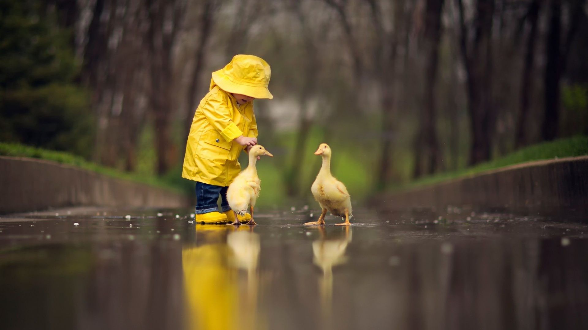 Duckling Desktop HD Wallpaper Raincoat Baby