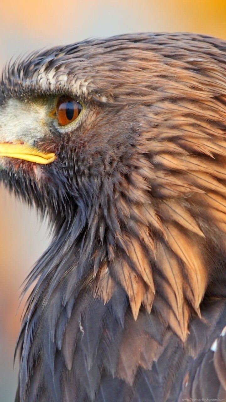 Golden Eagle Android Wallpapers - Wallpaper Cave