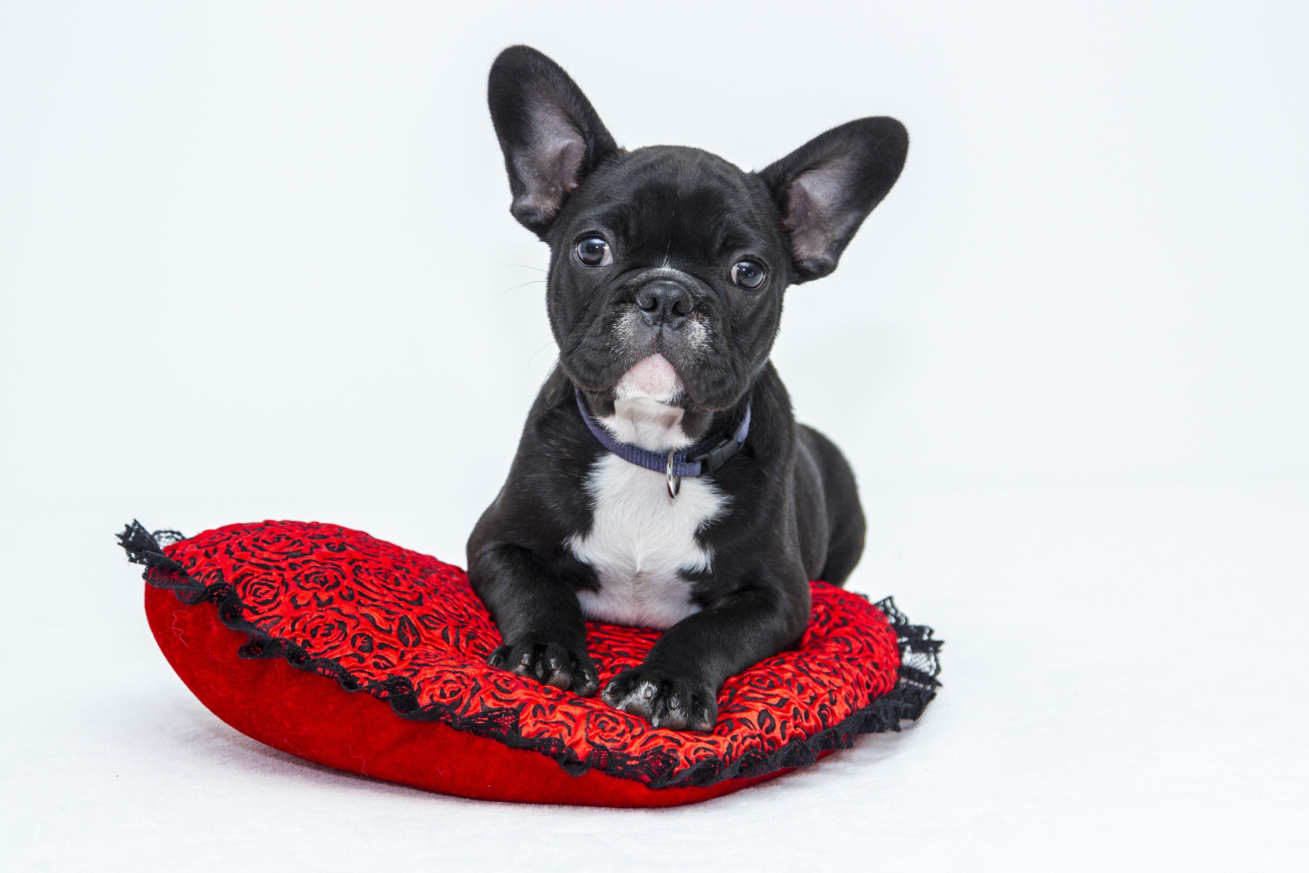 Black and White French Bulldog Puppy on Red Pillow · Free