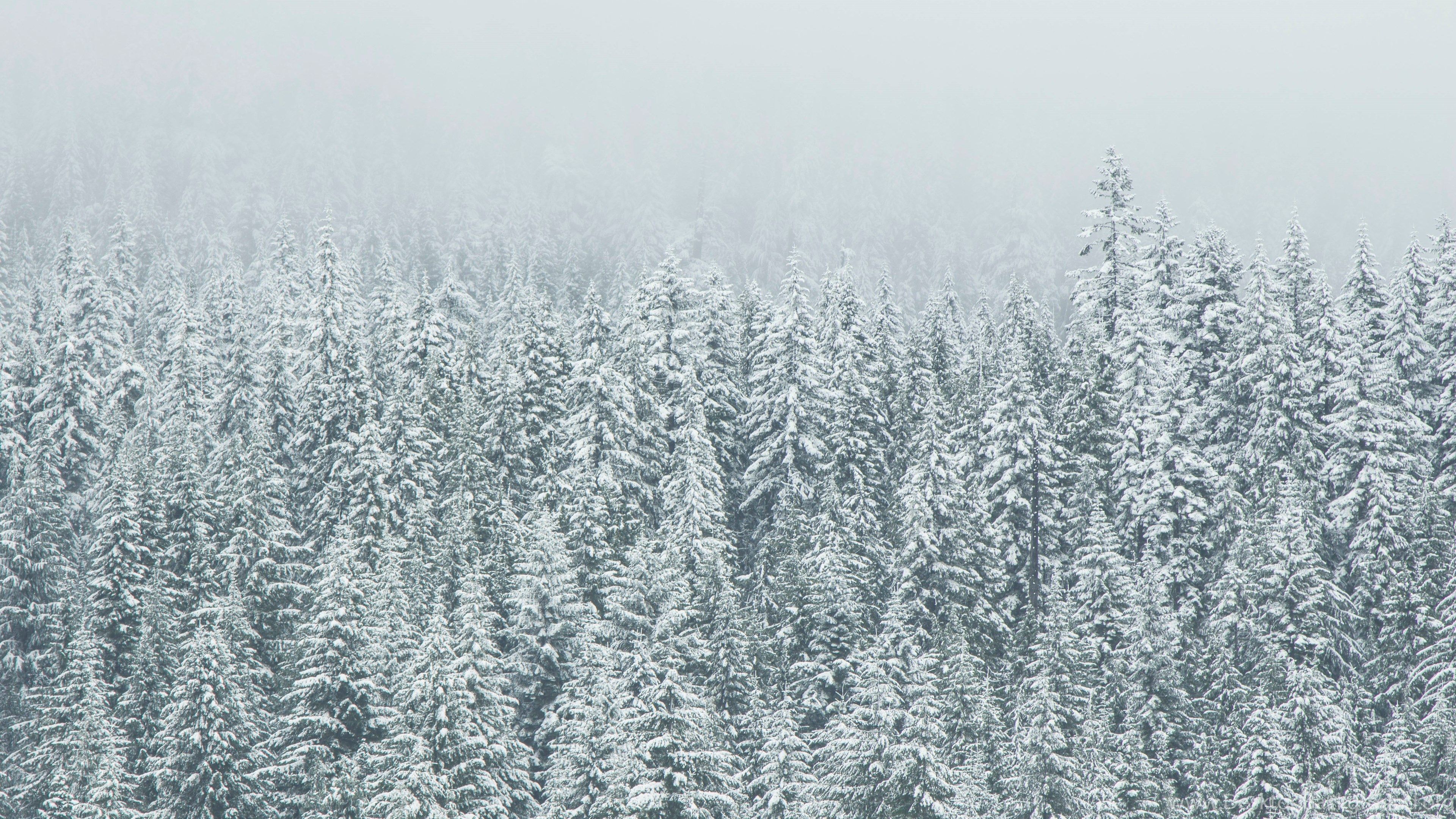 Winter Snow Forest Trees Scenes Wallpaper Wallpaper Z Desktop Background