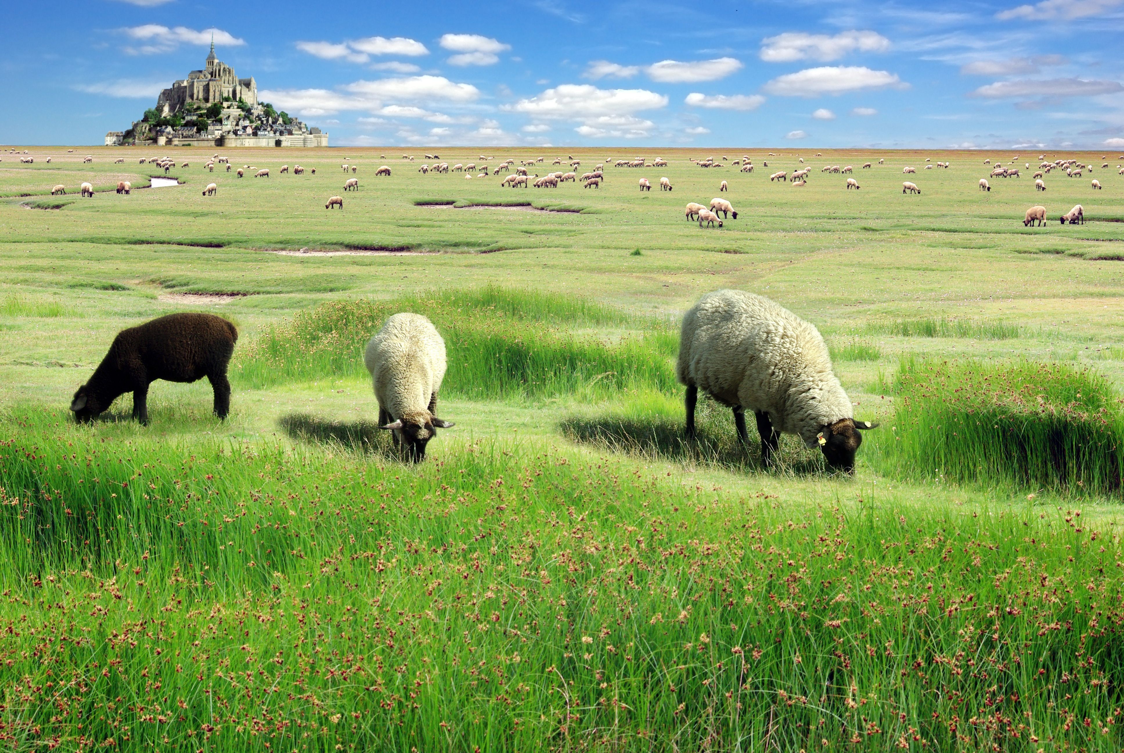 Mont Saint Michel 4K Wallpaper For Your Desktop Or Mobile Screen Free And Easy To Download