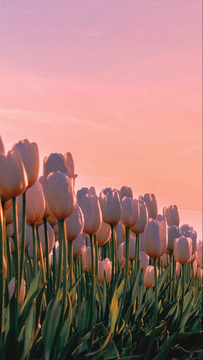 White Tulips in Pink Sky