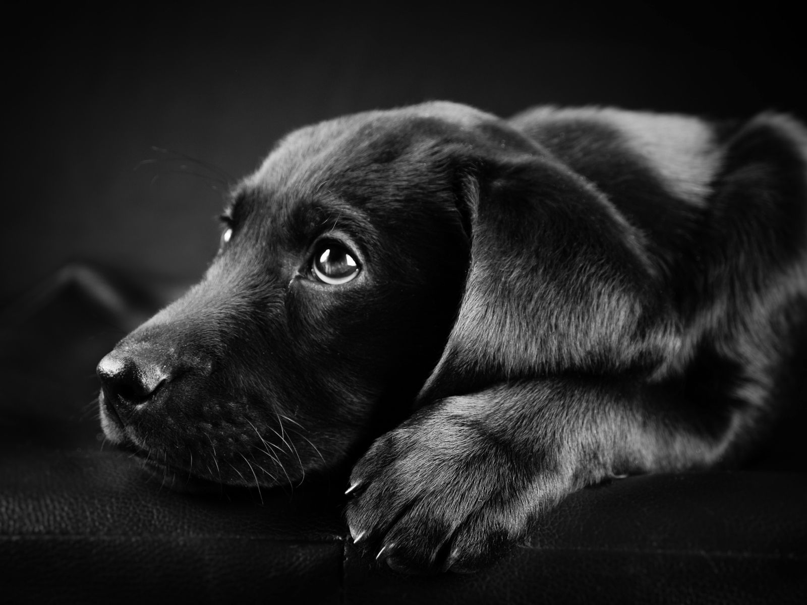 Black Labrador Puppy HD Wallpaper .wallpaperfx.com