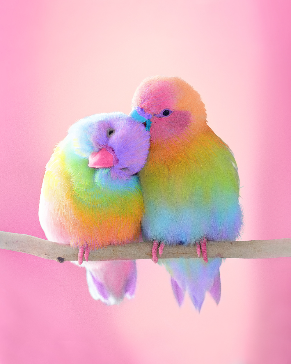 Animals in Rainbow Colors