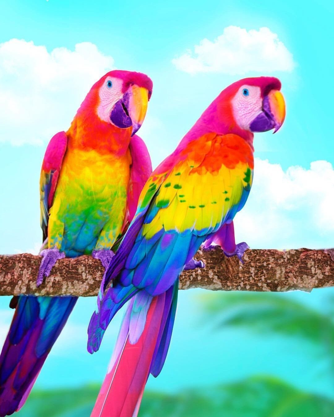 Rainbow. Colorful animals, Cute birds, Colorful parrots