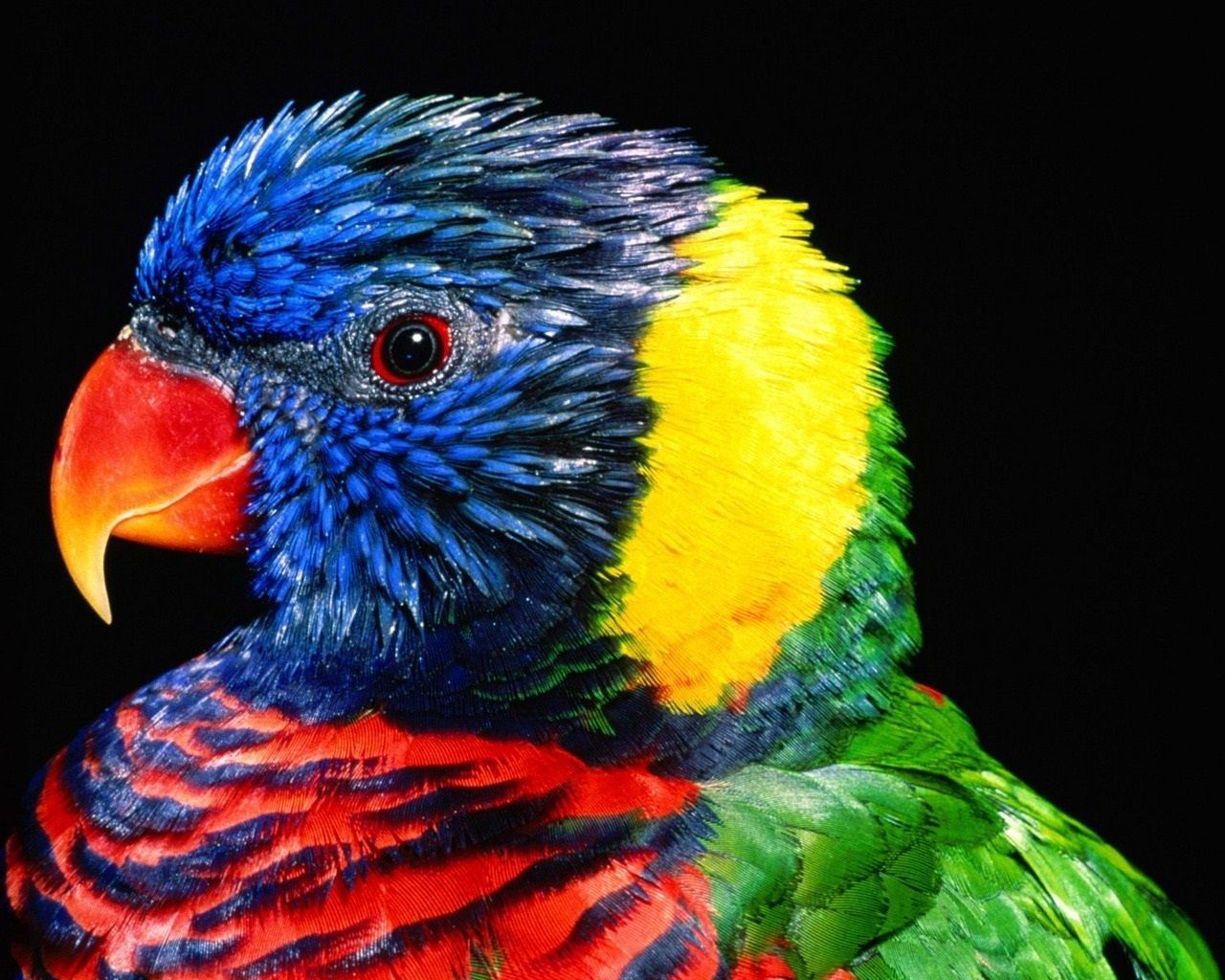 Latest free Wallpaper for Mobiles Download. Parrot wallpaper, HD wallpaper for mobile, Mobile wallpaper