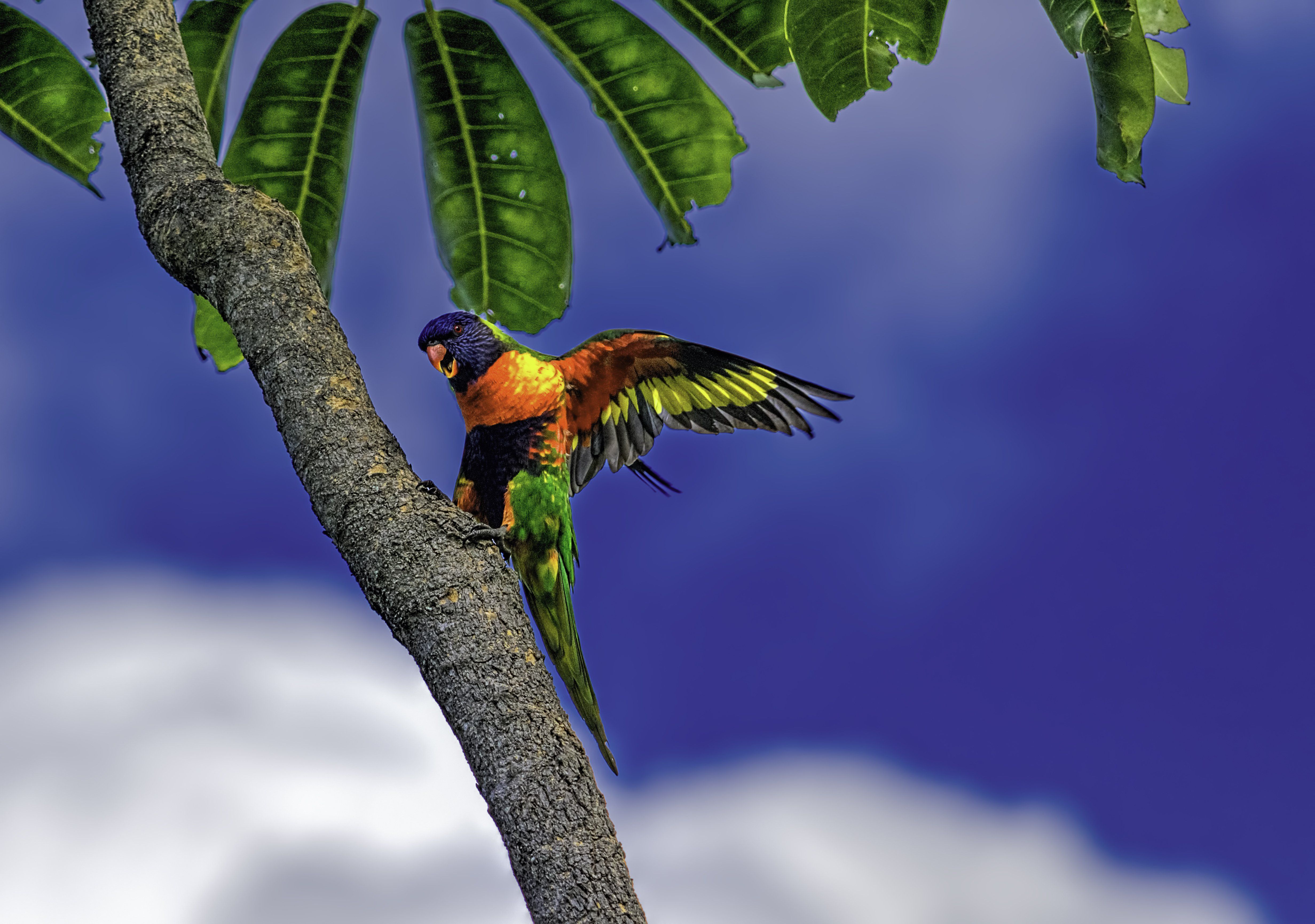 Rainbow Lorikeet Parrot Poultry Palm. Parrot, Bird wallpaper, Cool artwork