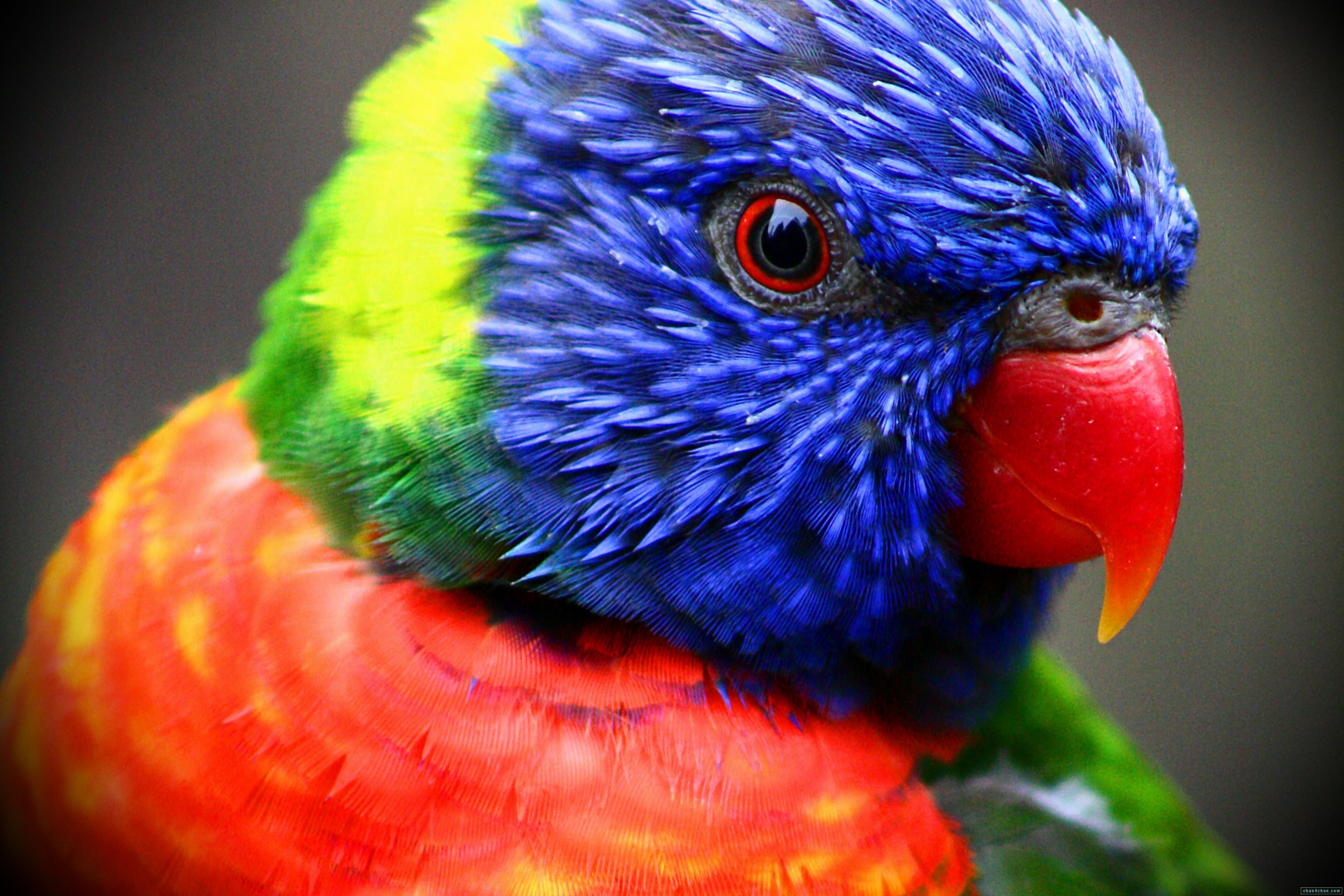 Really Colorful Birds