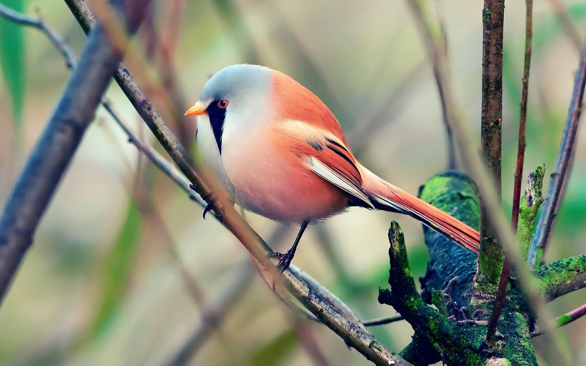 Bird, Pretty, Sit Bird Wallpaper & Background Download