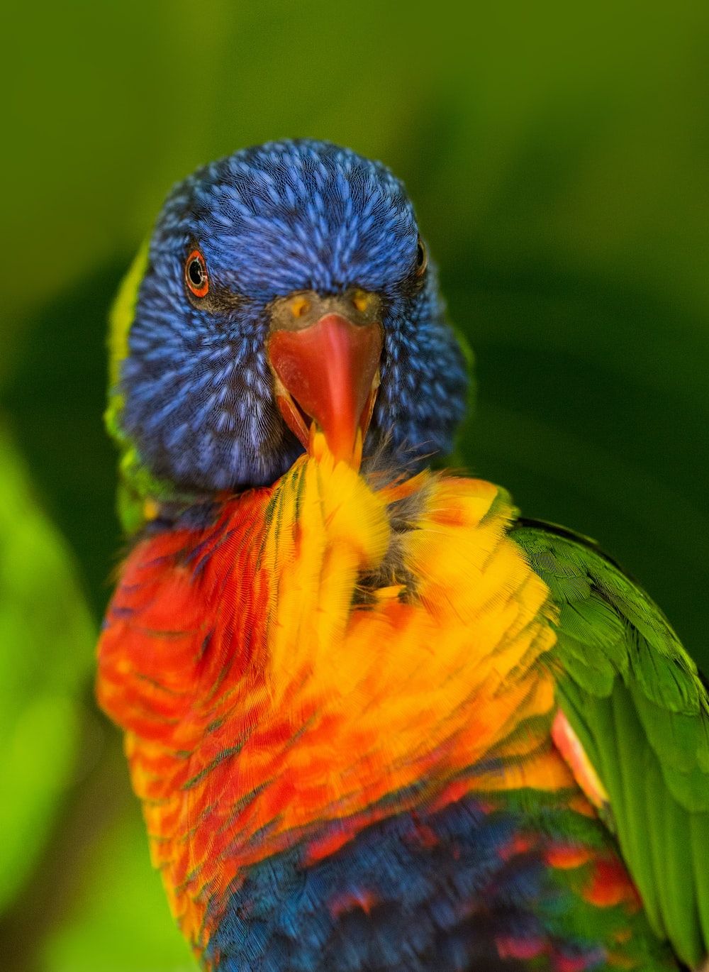 shallow focus photography of multicolored bird photo