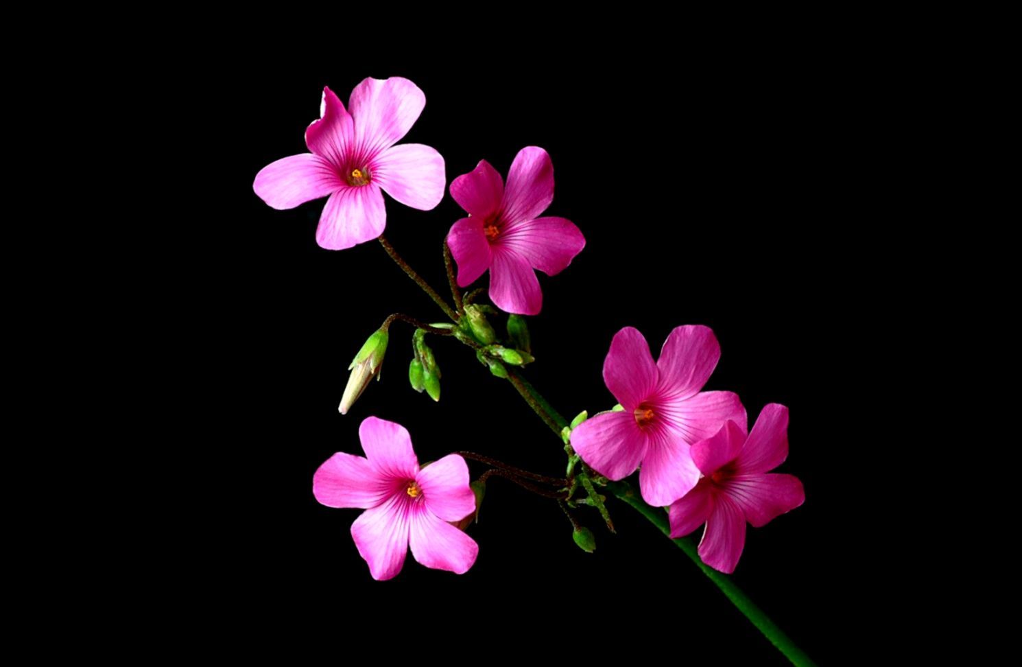 Pink Nature Flowers Black Flower 3D Wallpaper Free Flower Wallpaper Download