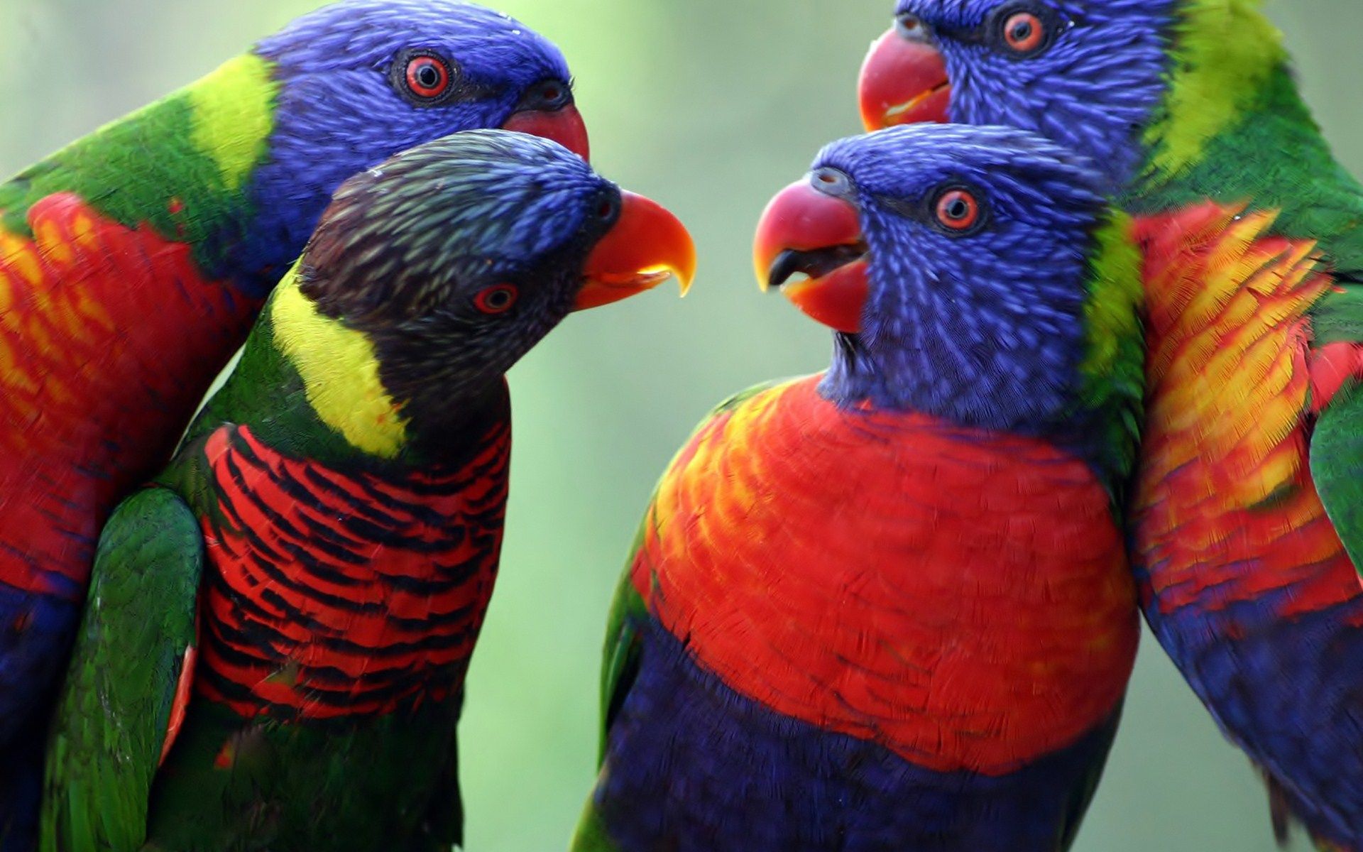 Cute Rainbow Birds Wallpaper