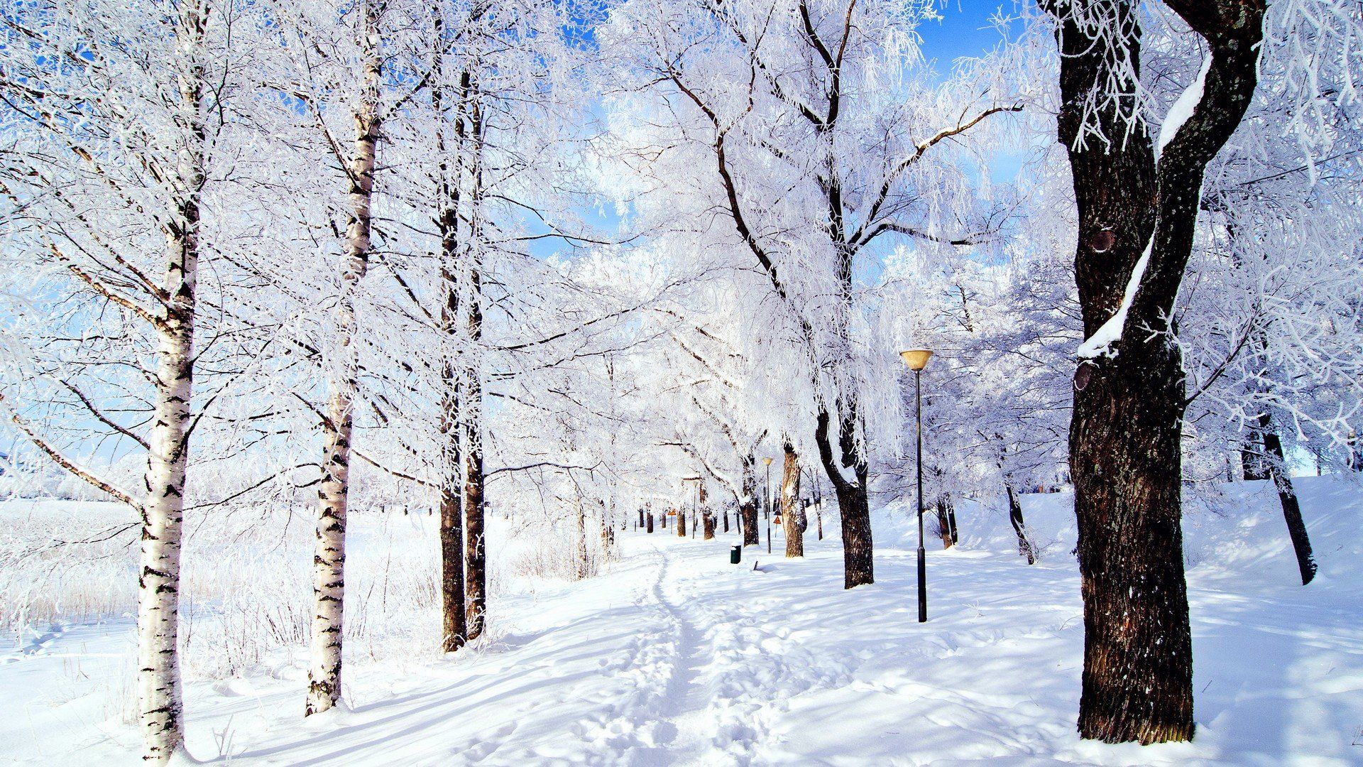 Landscapes Nature Winter Snow Trees Forest Frozen Winter HD Wallpaper