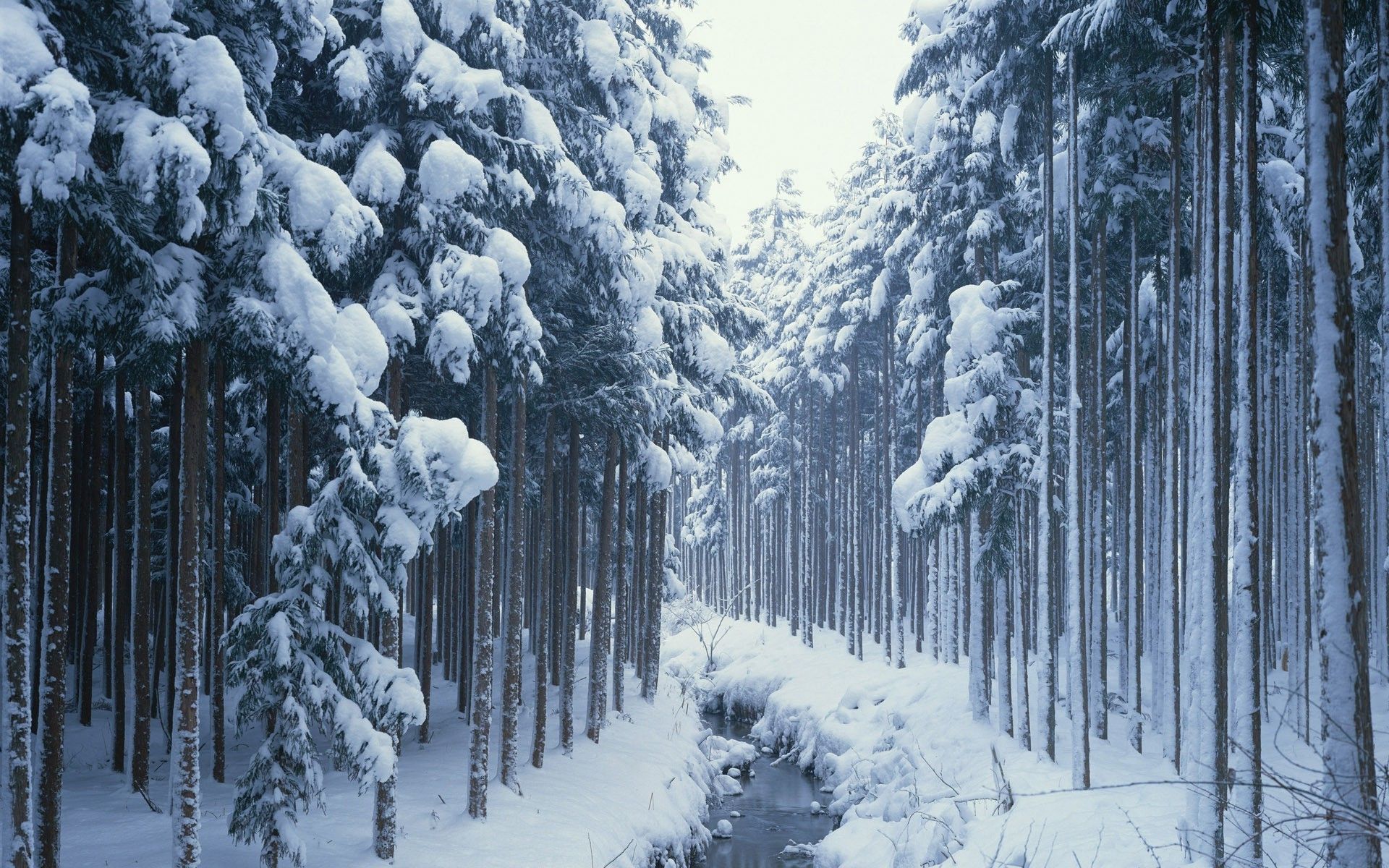 road, Snow, Frozen River, Trees, Winter Wallpaper HD / Desktop and Mobile Background