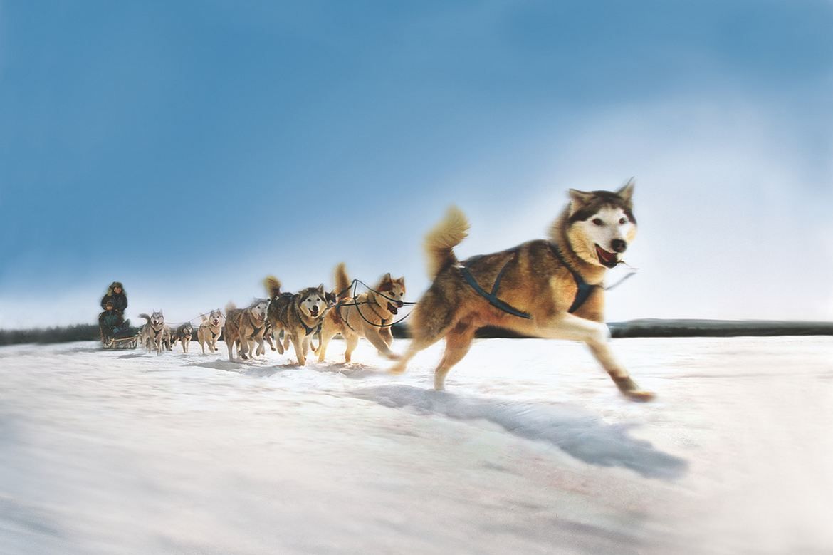 Dog Sled Wallpaper. Sled Dog Background, Sled Dog PowerPoint Background and Mercury Lead Sled Wallpaper