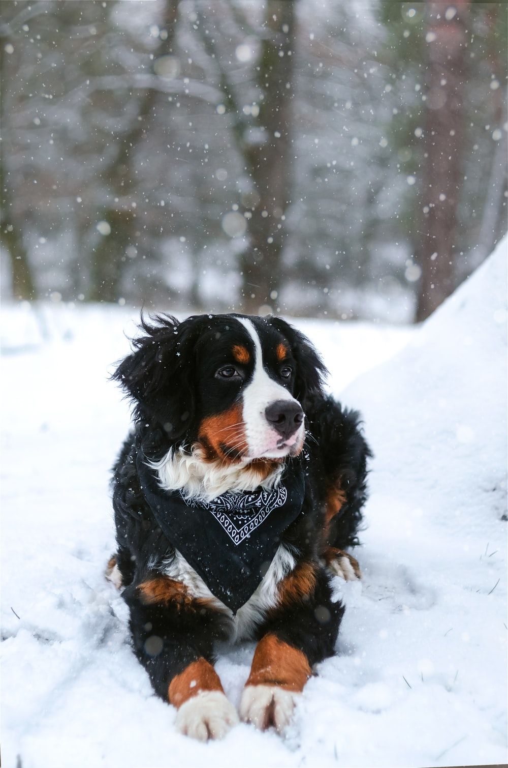 black, tan, and white dog resting on snow covered land photo