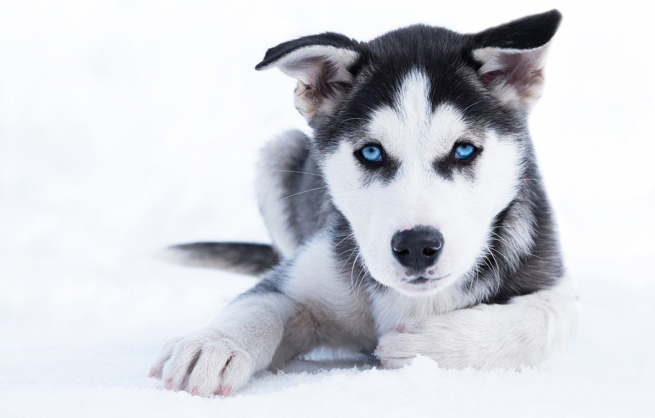 Photo Wallpaper Winter, Look, Snow, Dog, Puppy, Blue Dogs With Blue Eyes Wallpaper & Background Download