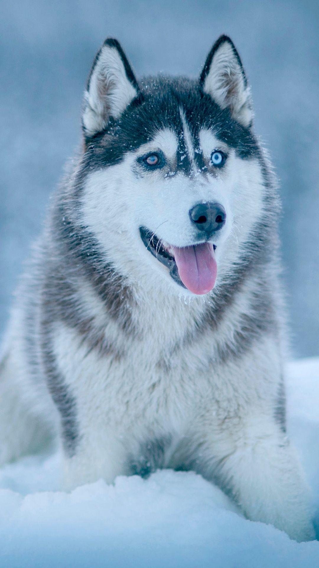 husky #snow #dog #animals #wallpaper #lockscreen #mobile #android #ios #infinitywallpaper. Dog breeds, Husky dogs, Dog wallpaper