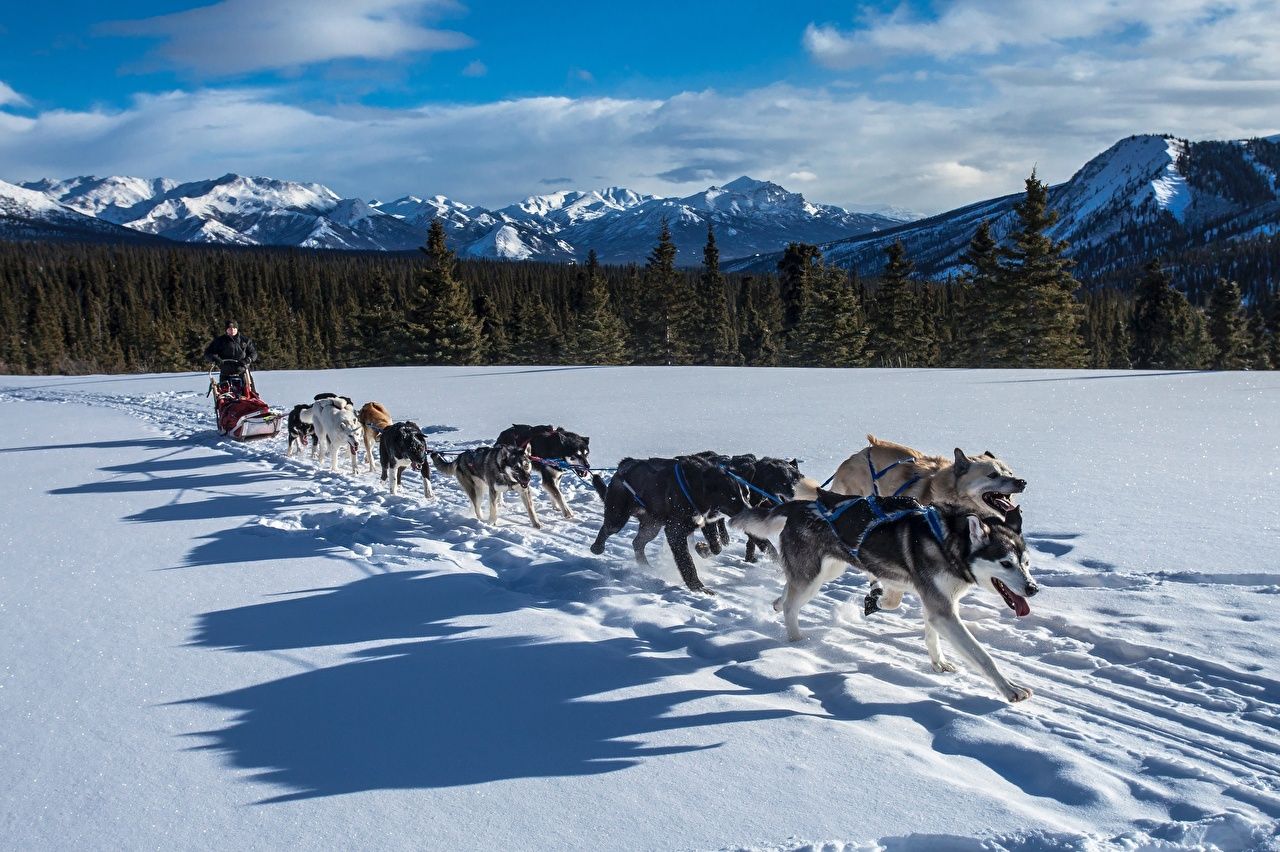 Desktop Wallpaper Husky Dogs Shadow Run Sled Winter Mountains Snow