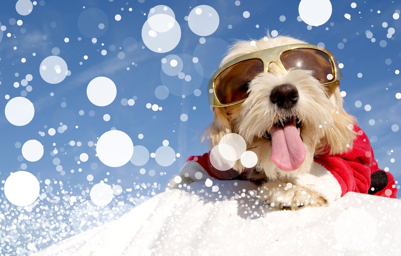 Wallpaper winter, snow, dog, glasses, costume, Christmas, winter, snow, Dogs, Bolognese image for desktop, section собаки