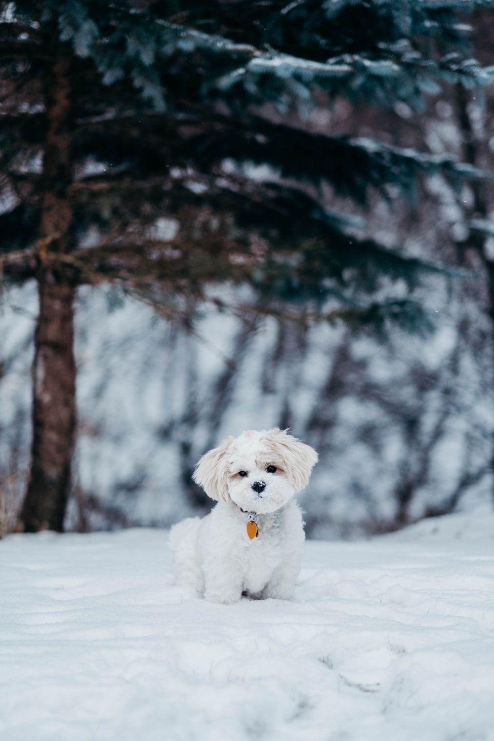 Snow Dog Picture. Download Free Image