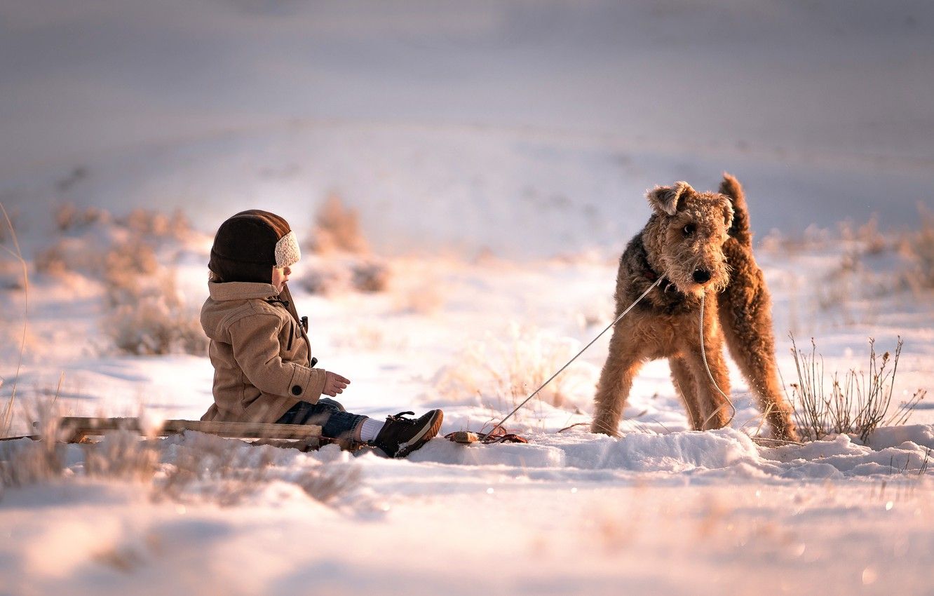 Wallpaper snow, dog, boy, friends, Sled Dog image for desktop, section ситуации