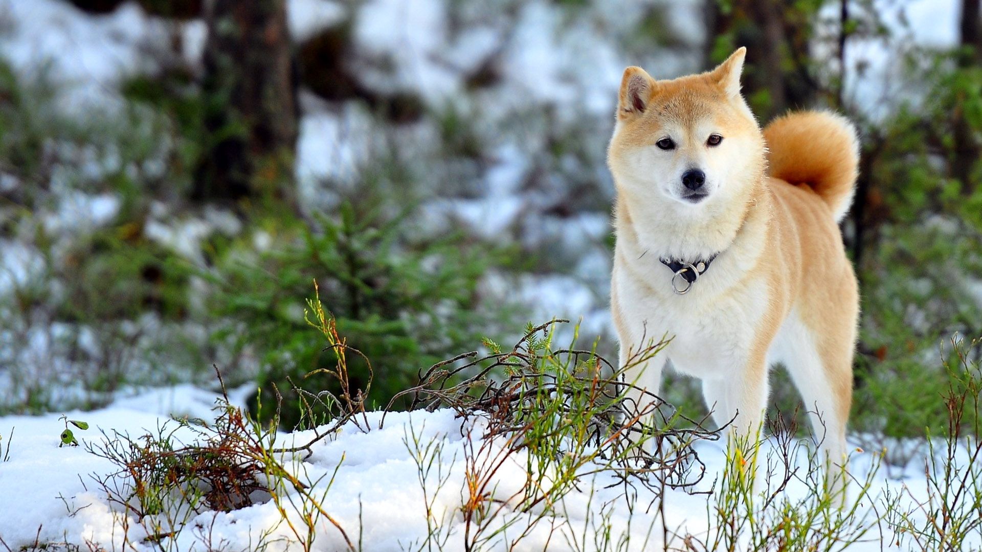 Snow Dogs Cool Forest Wallpaper HD / Desktop and Mobile Background