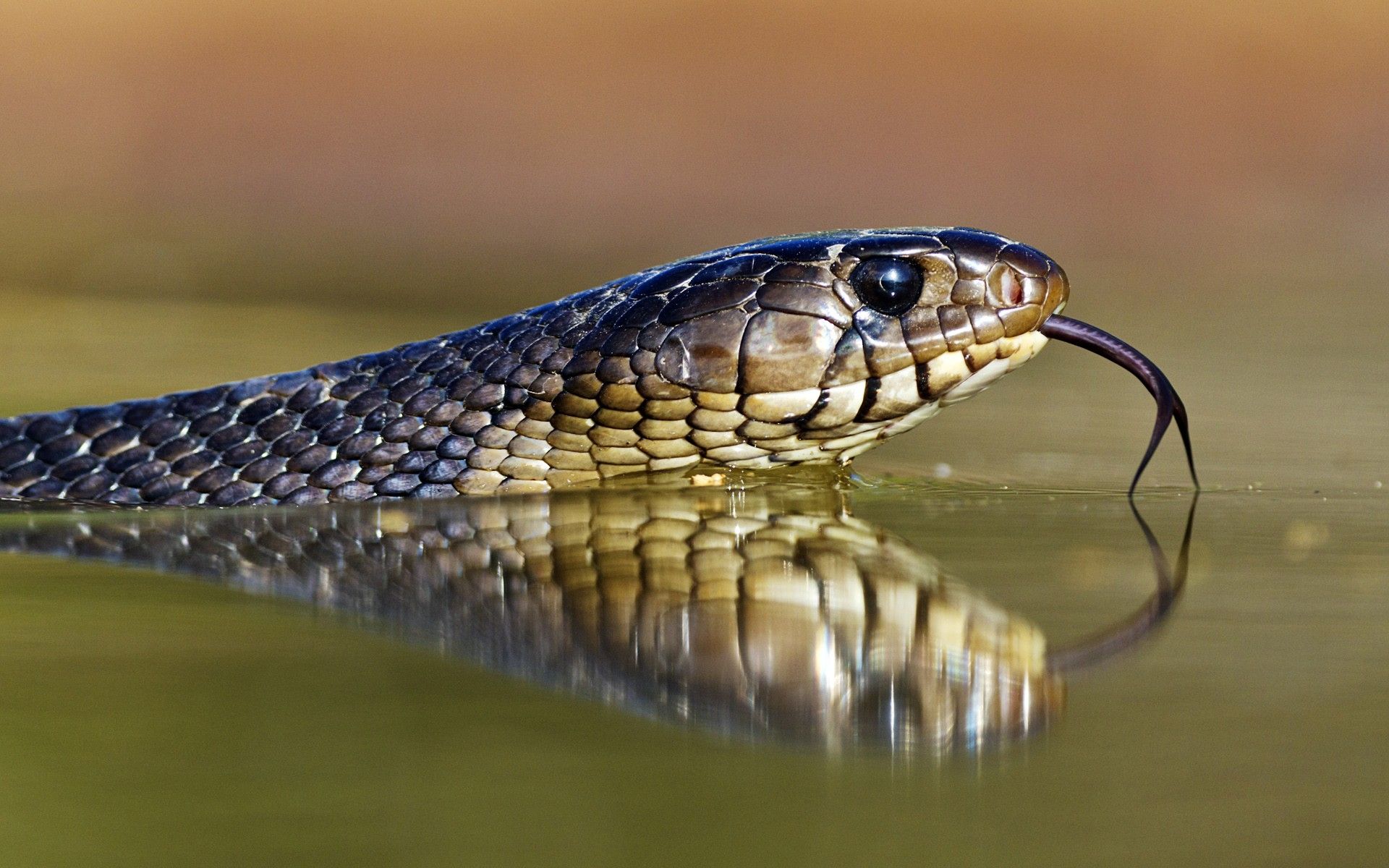 Hd Picture Of Water Snake