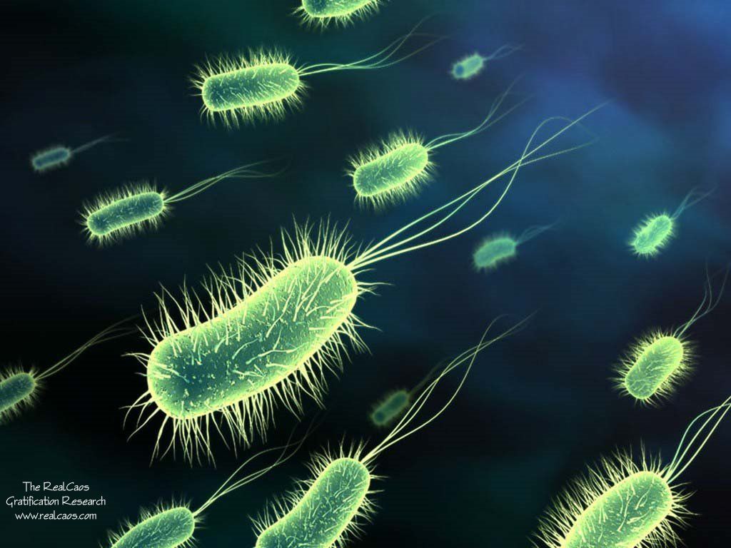 Free Bacteria, Download Free Clip Art, Free Clip Art on Clipart Library