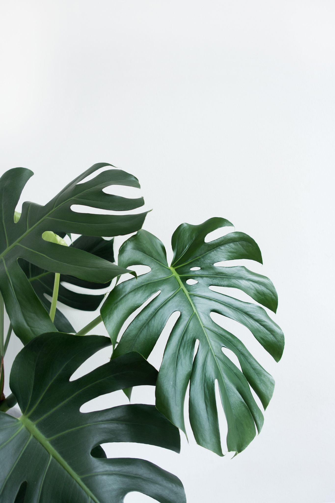 Minimalist Plant Wallpaper