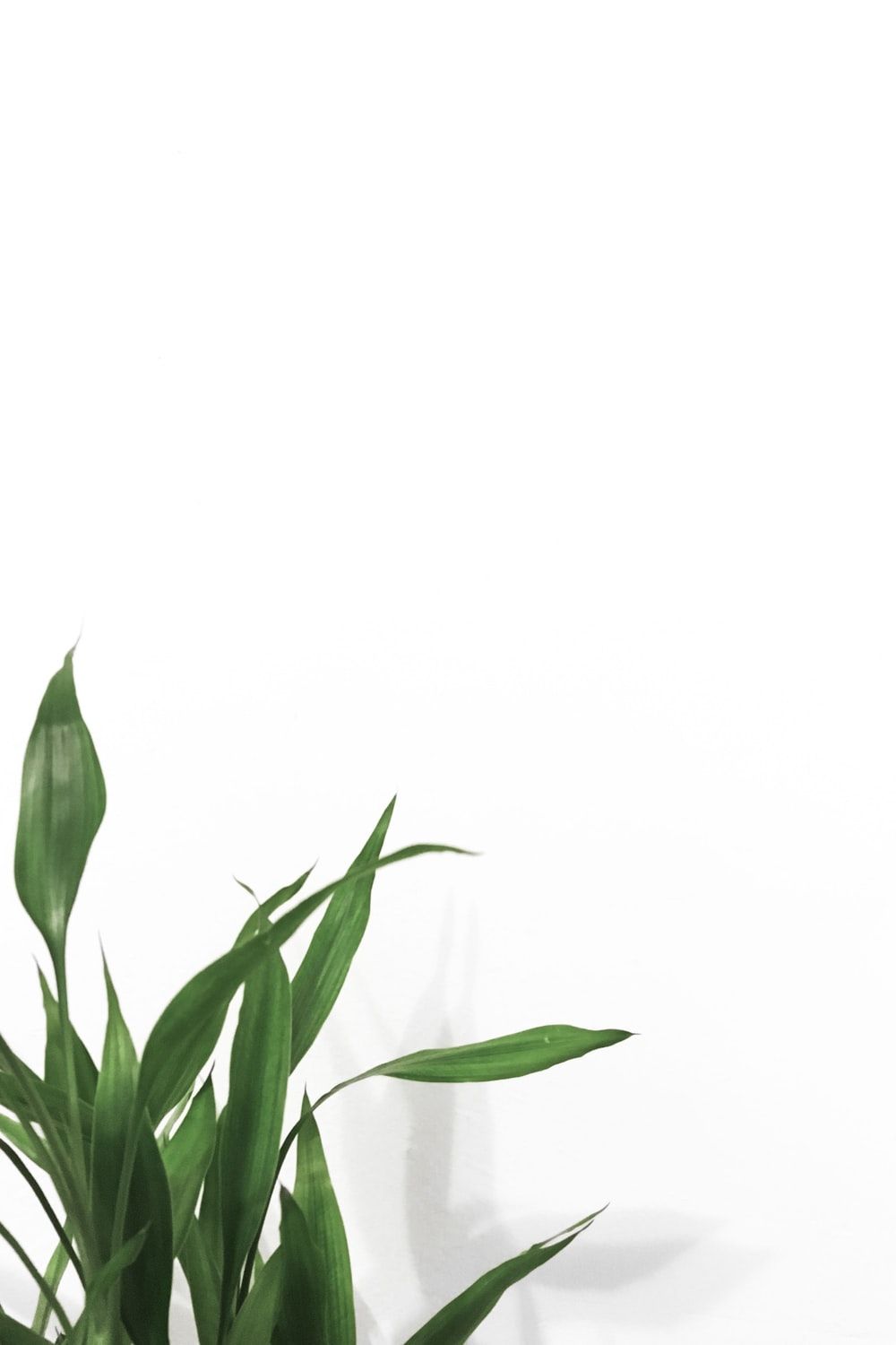 Plants with White Background best free background, white, plant and green photo