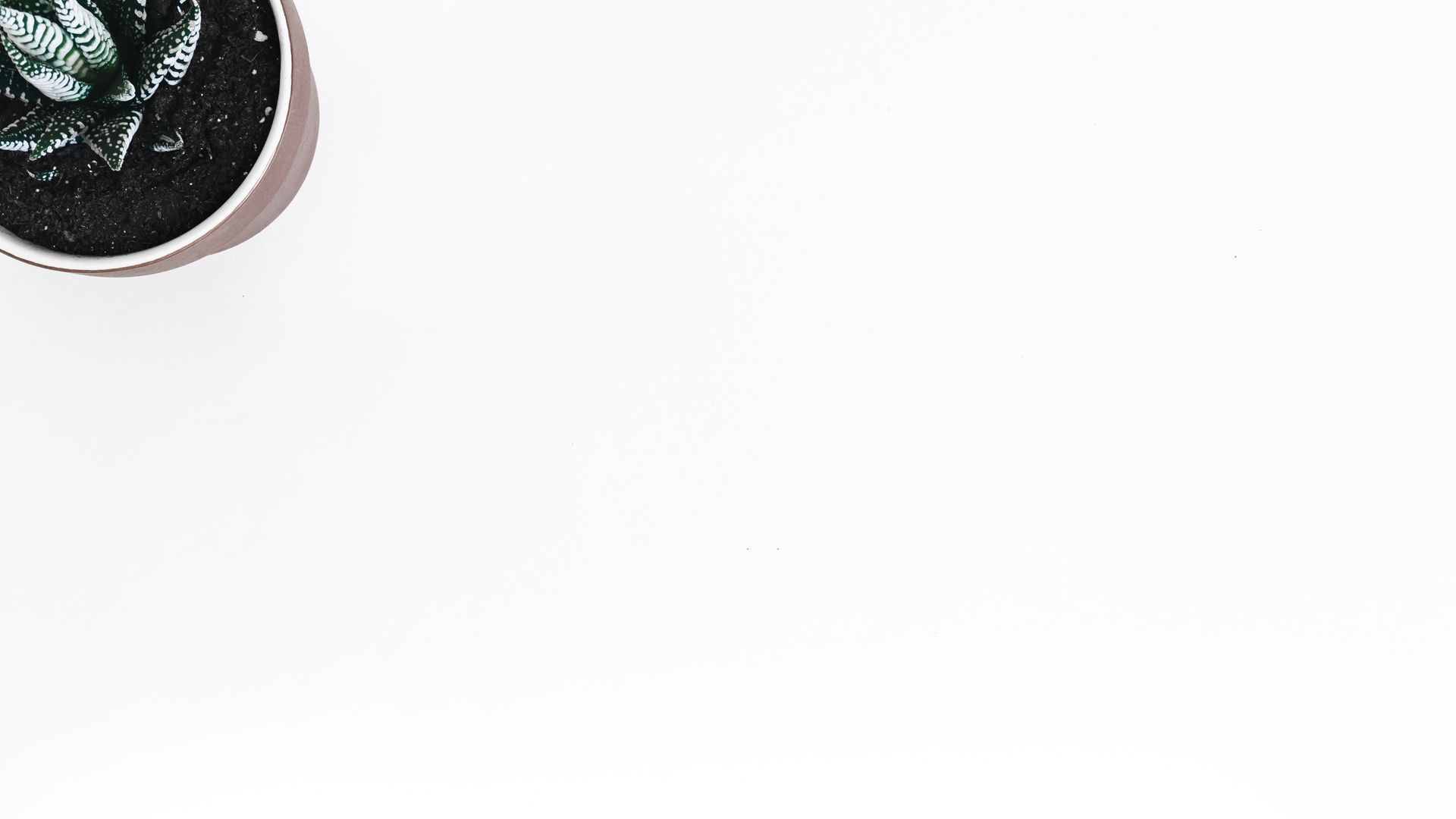 Green Leaf Plant In White Flower Pot Wallpaper Free Photo