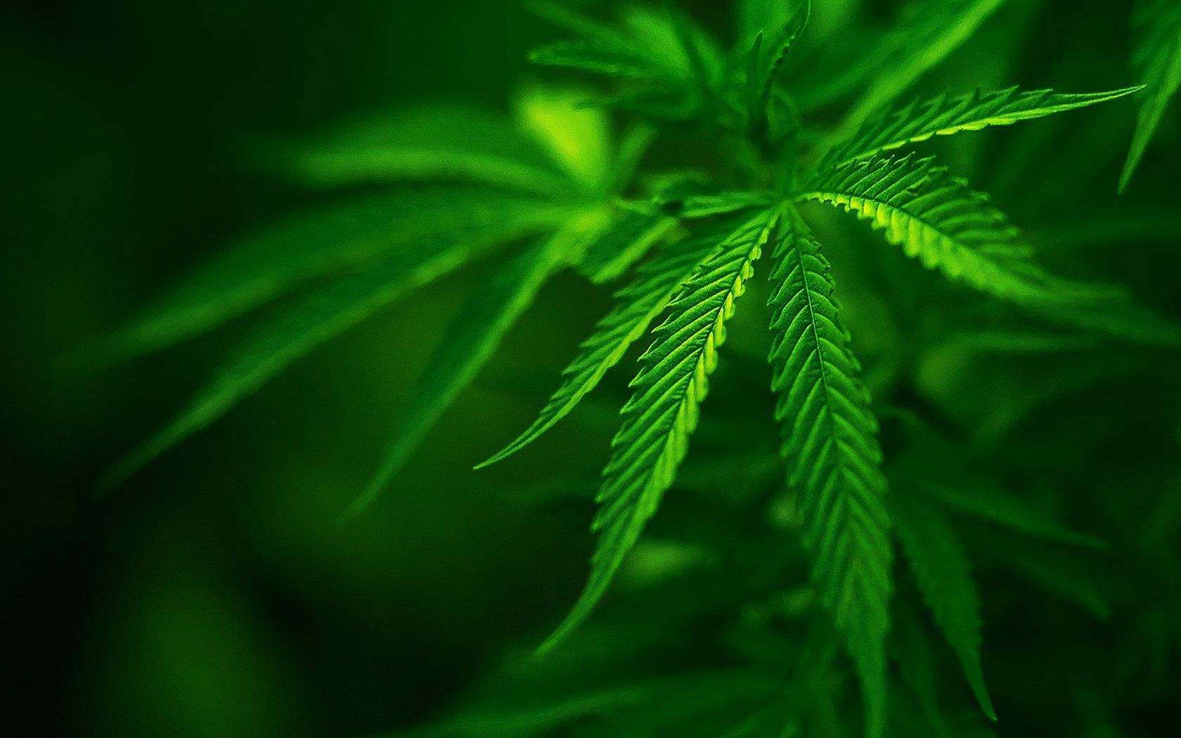 Dope Green Wallpaper Free Dope Green Background