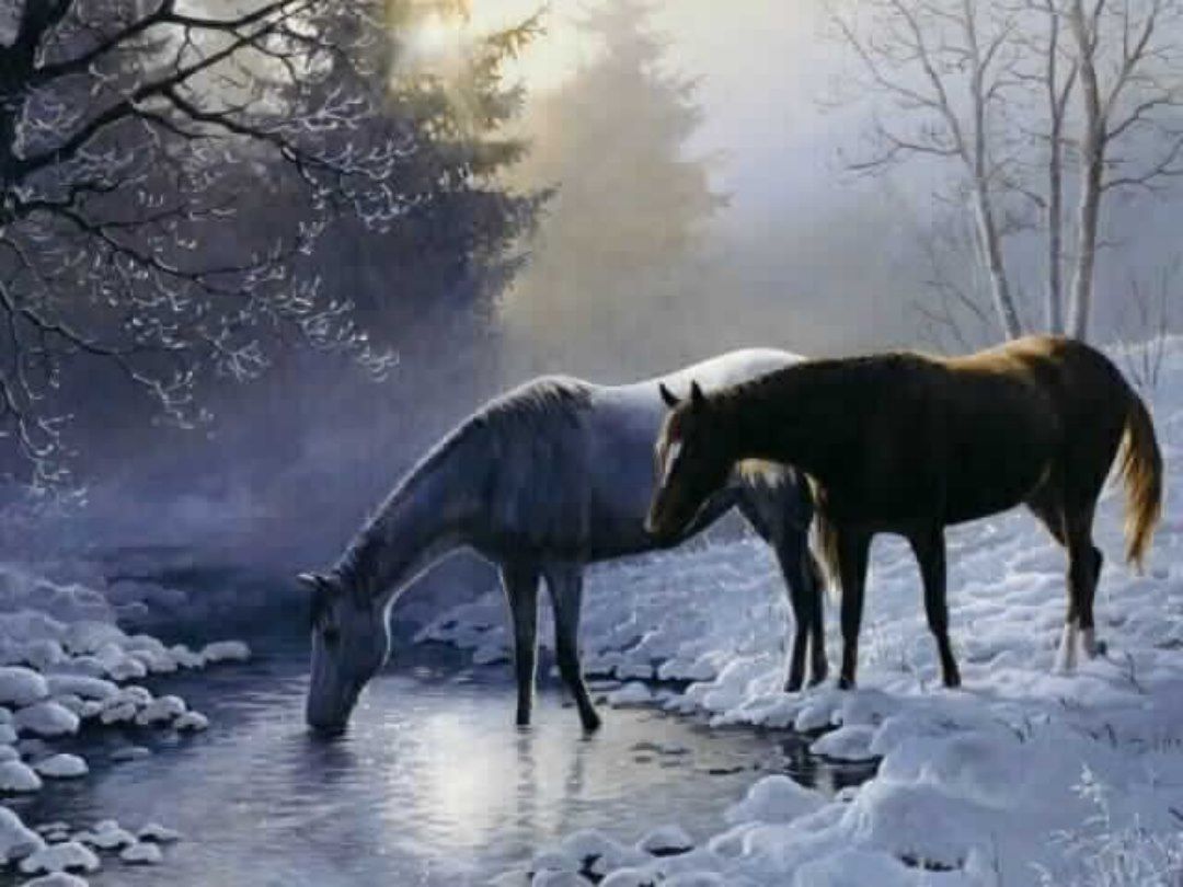 Beautiful Wallpaper Horses HD Wallpaper