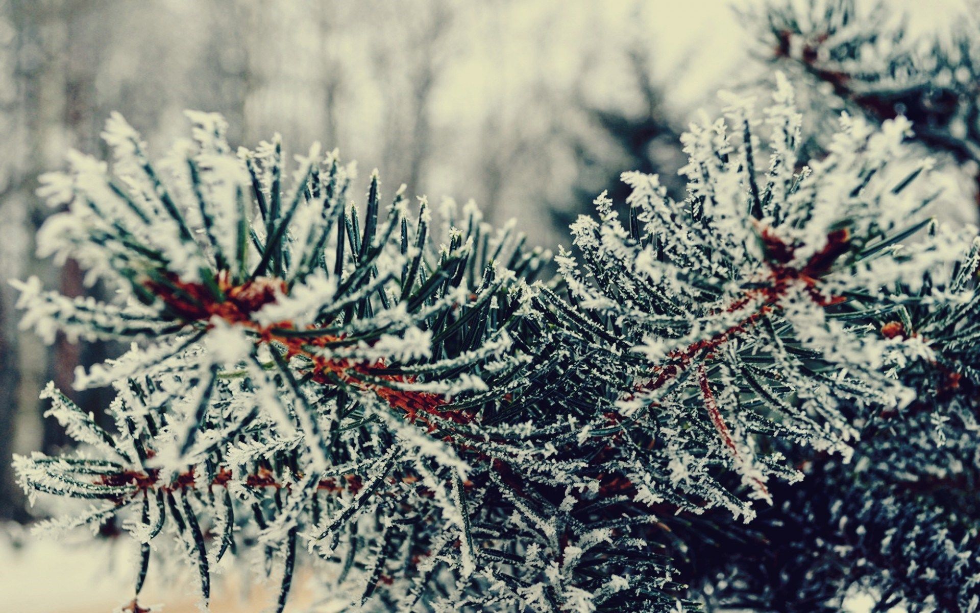 Winter Branches Wallpapers - Wallpaper Cave