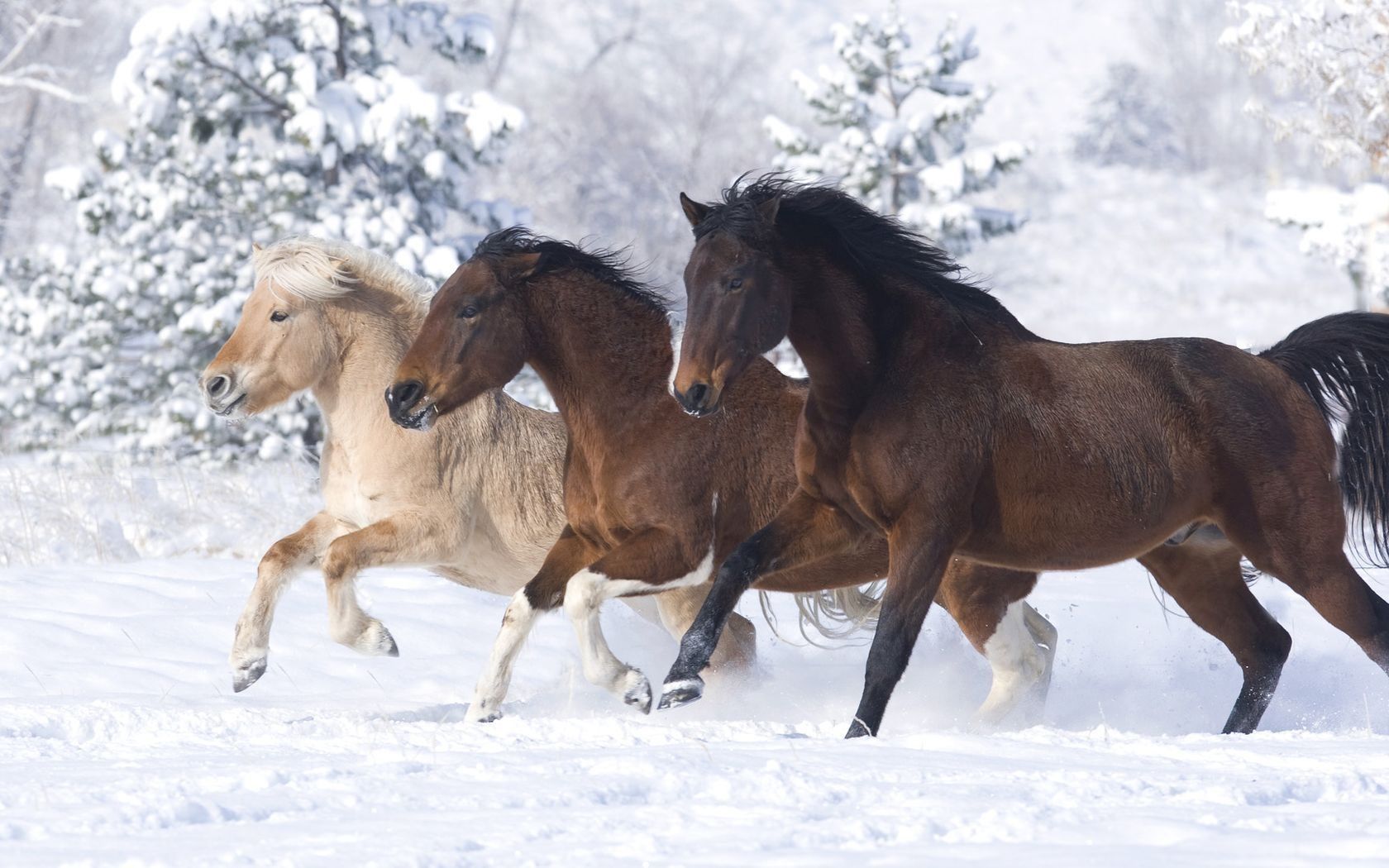 Winter Horse Wallpaper