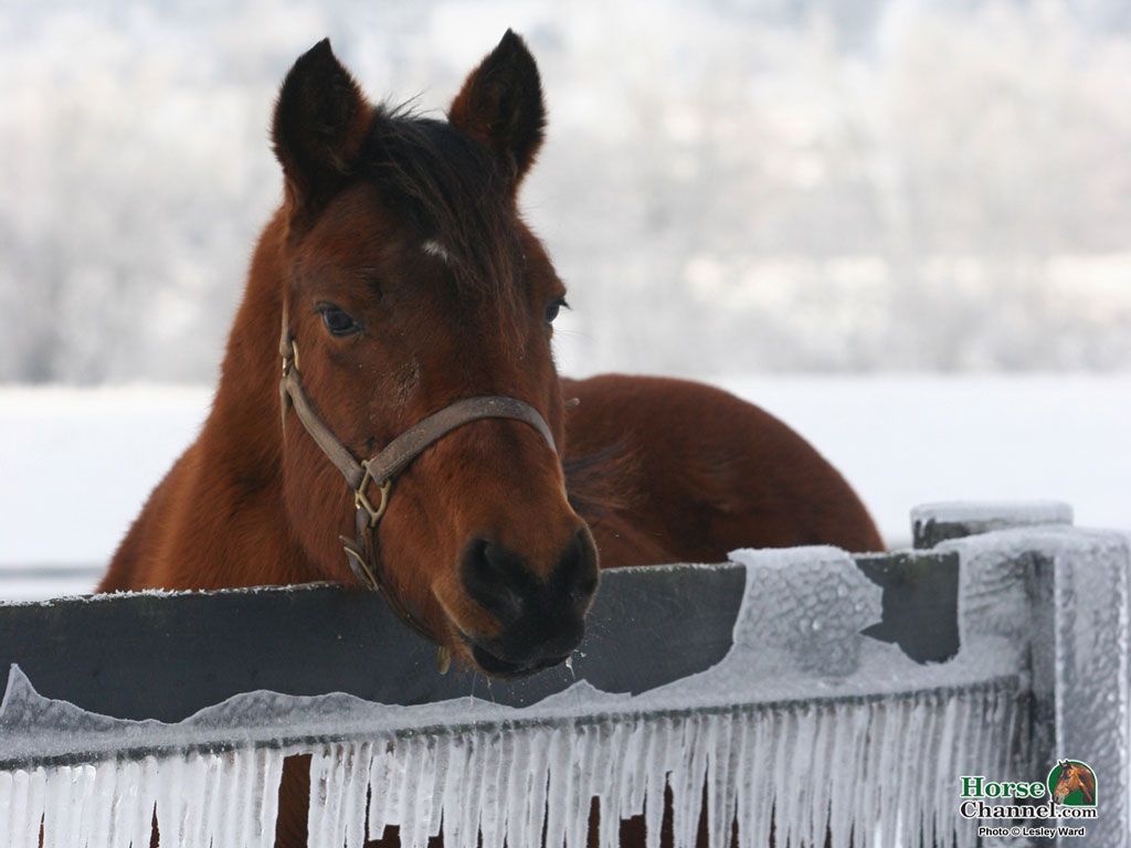 Winter Equine Screensaver and Wallpaper