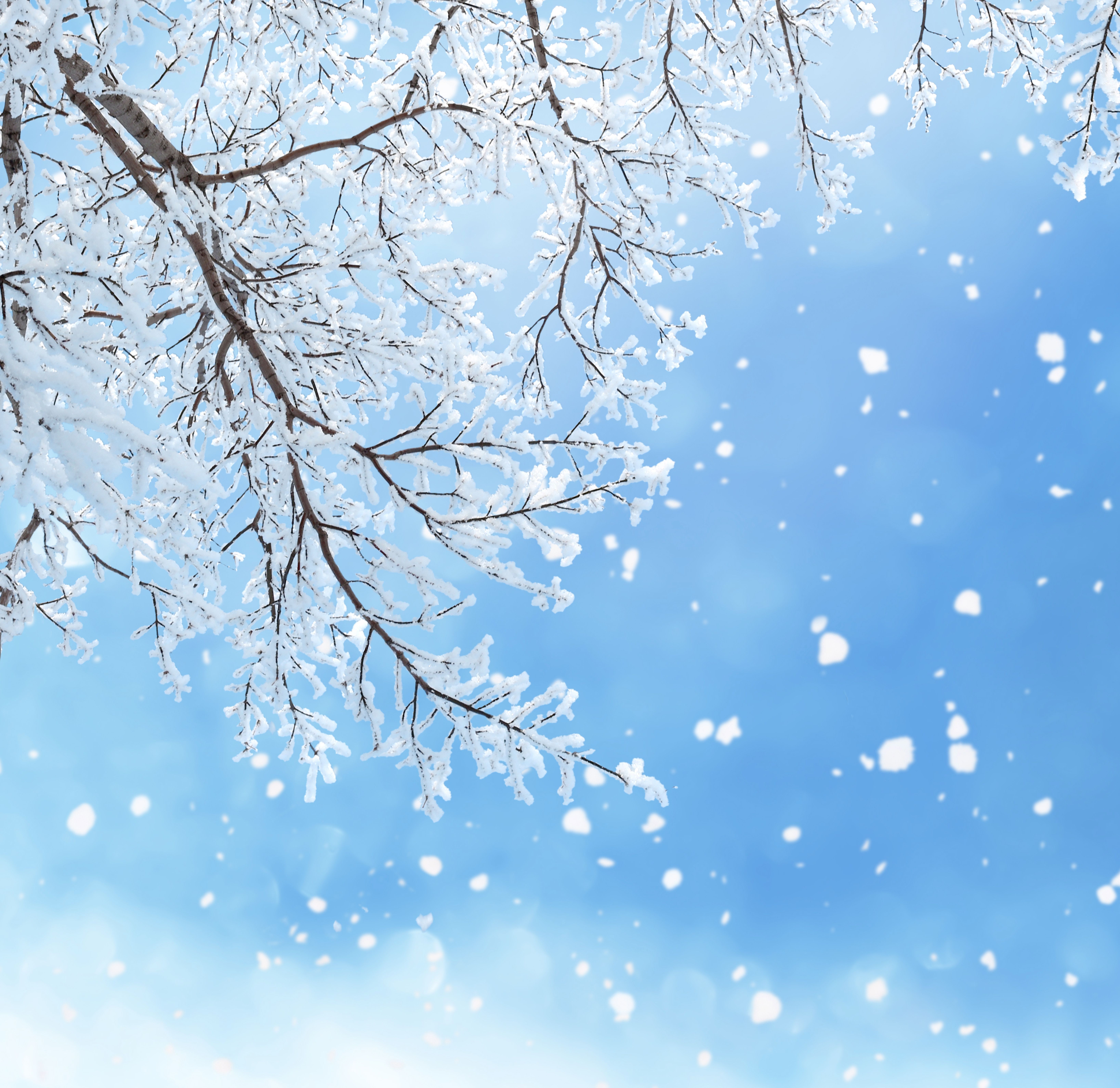 Winter Background With Branches Quality Image And Transparent PNG Free Clipart