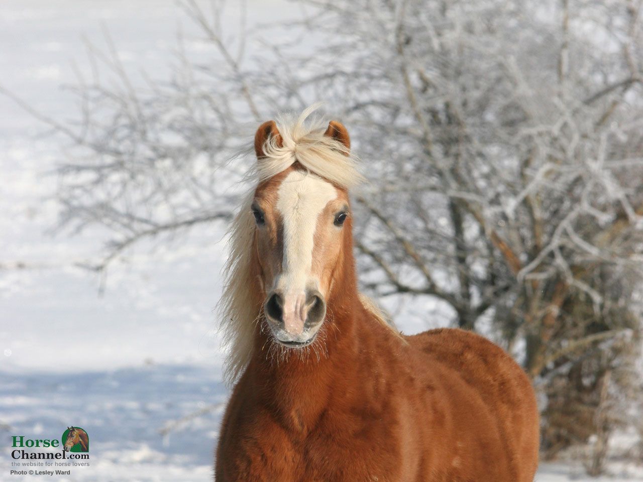 Winter Equine Screensaver and Wallpaper