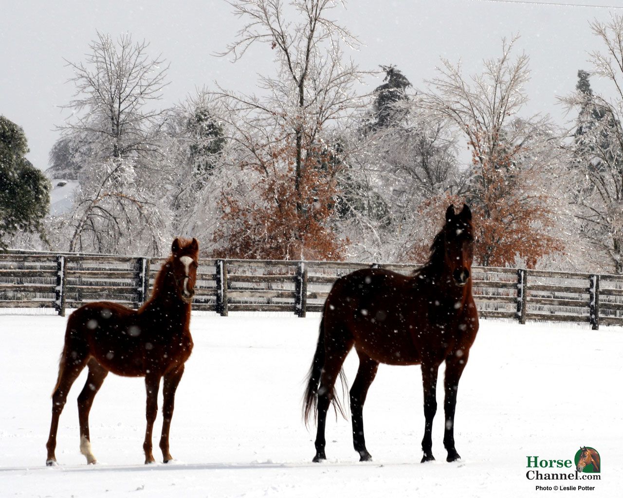 Winter Equine Screensaver and Wallpaper