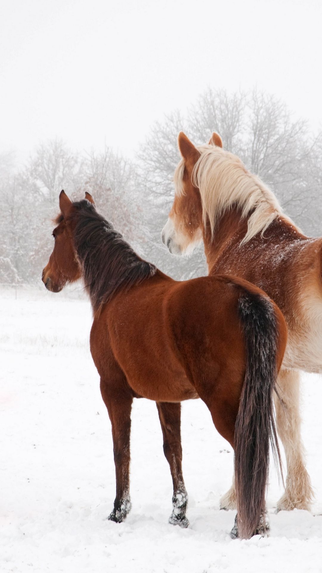 horse #snow #winter #animals #wallpaper #lockscreen #mobile #android #ios #infinitywallpaper. Horses in snow, Winter wallpaper, Winter wallpaper hd