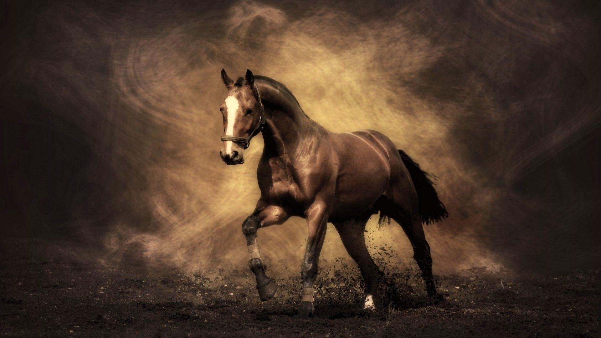 Beautiful Horses Wallpaper