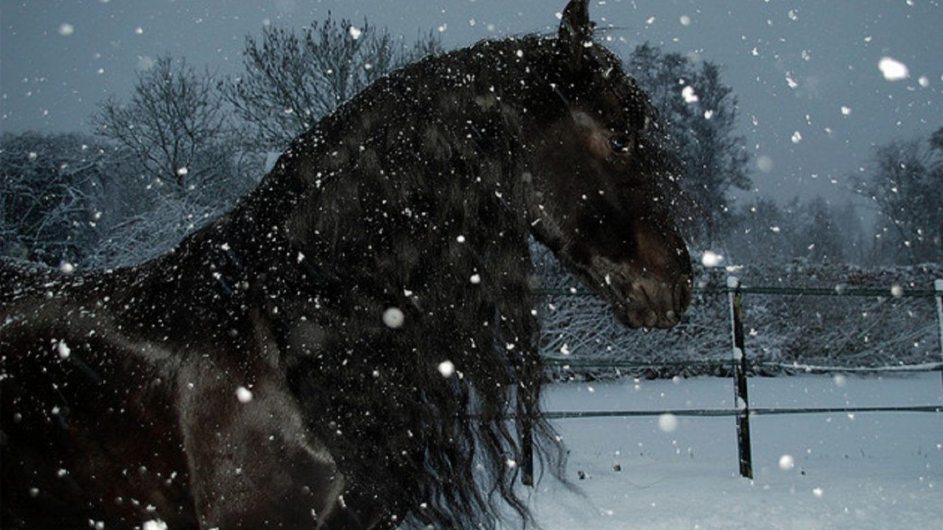 Horse Snow Beauty Storm Black Free Wallpaper With Horses Running Through Snow Storm Wallpaper & Background Download