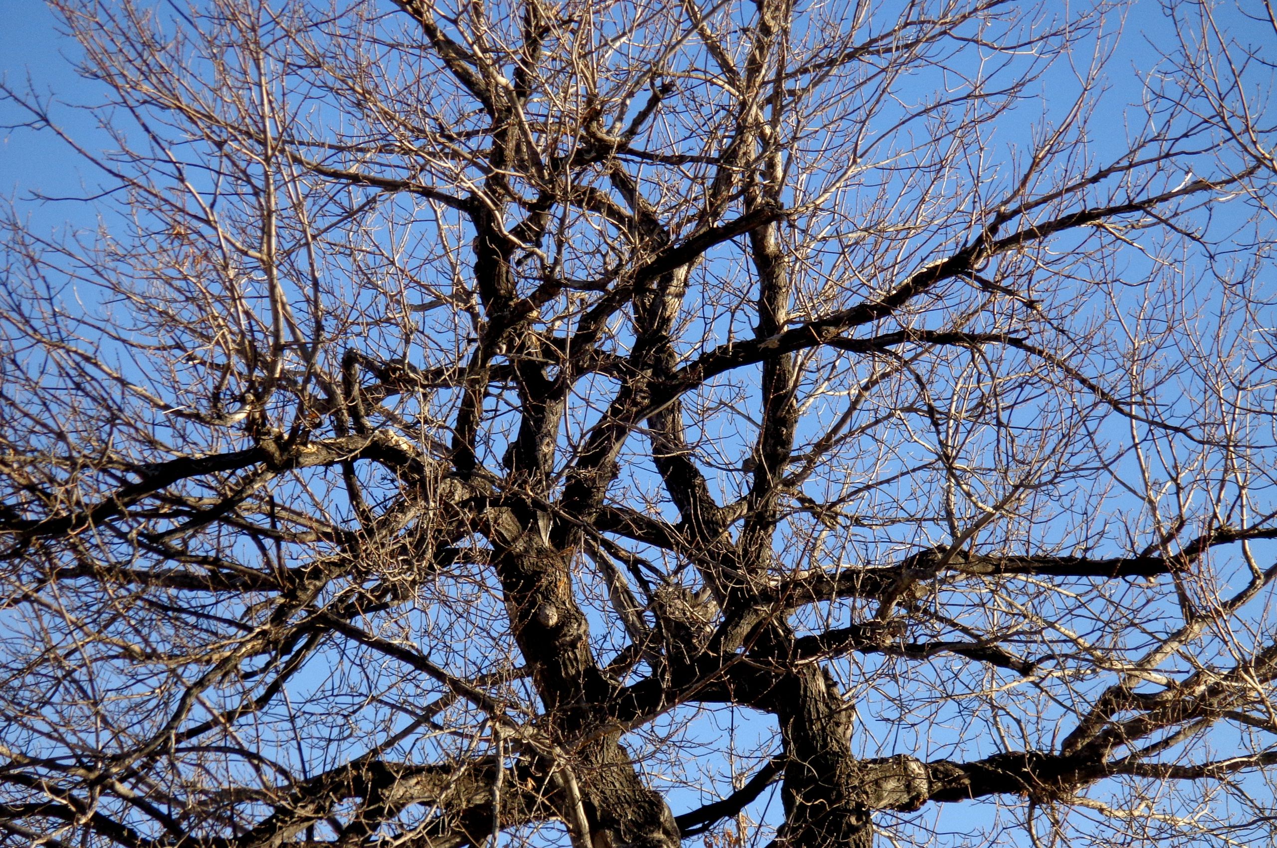 Free download Bare Tree Branches Wallpaper Winter tree branches [4608x3456] for your Desktop, Mobile & Tablet. Explore Wallpaper with Tree Branches. Wallpaper with Birds and Branches, Wallpaper with Trees