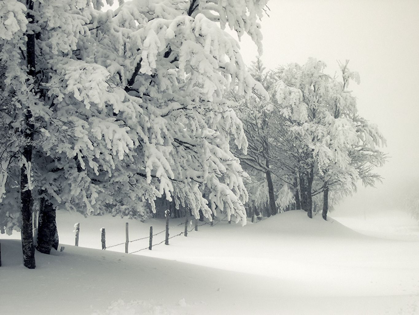 Desktop Wallpaper Winter Nature Snow Branches Trees Seasons