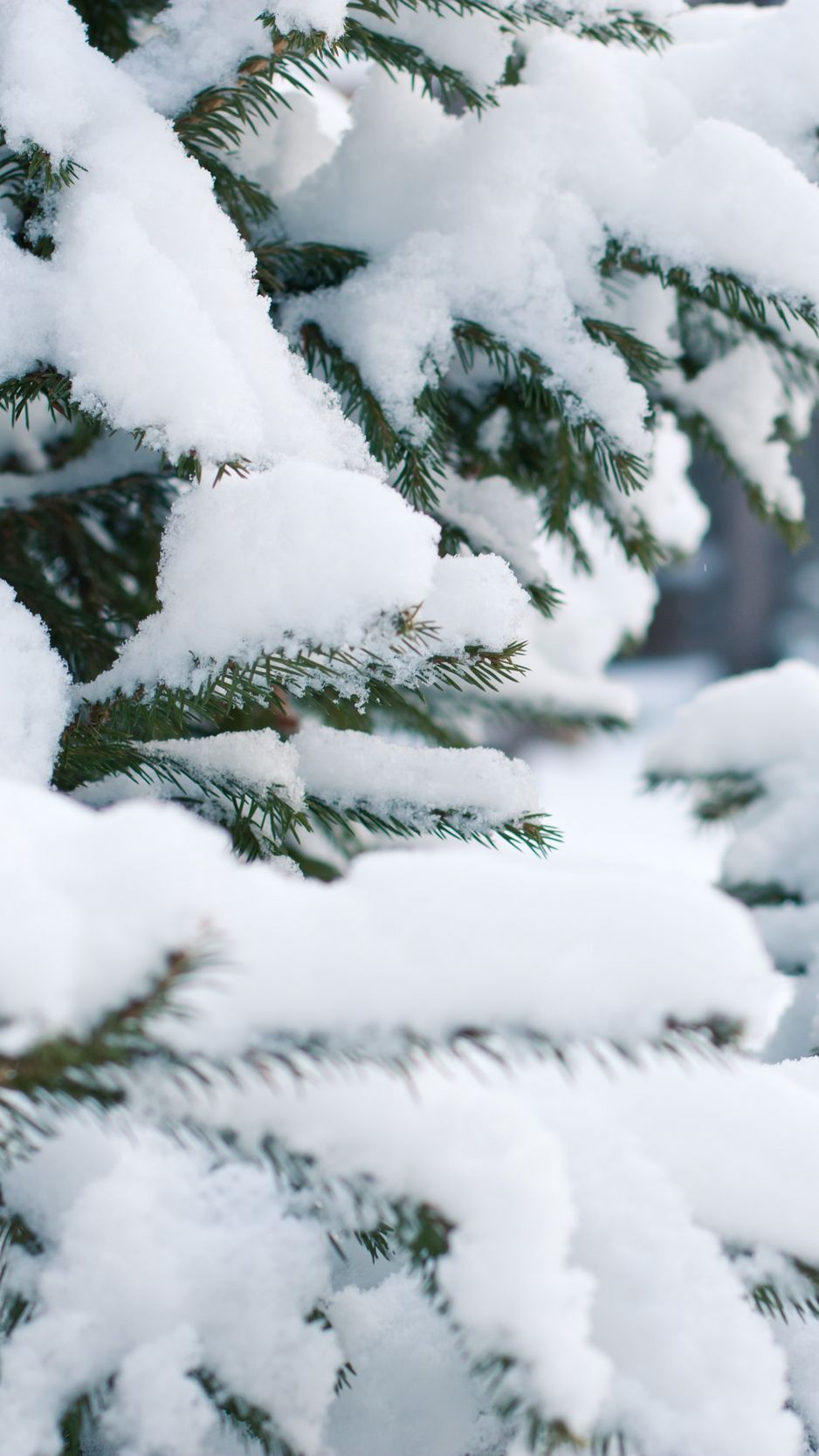 Download Wallpaper 938x1668 Spruce, Snow, Winter, Branches Iphone 8 7 6s 6 For Parallax HD Background