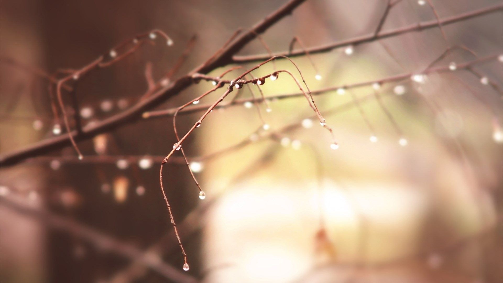 Dawn, Winter, Background, Closeup, Macro, Morning, Cool Image, Nature, High Resolution, HD Nature Wallpaper, Forest Drops, branches, Dew, Sunshine, Pure, Photo
