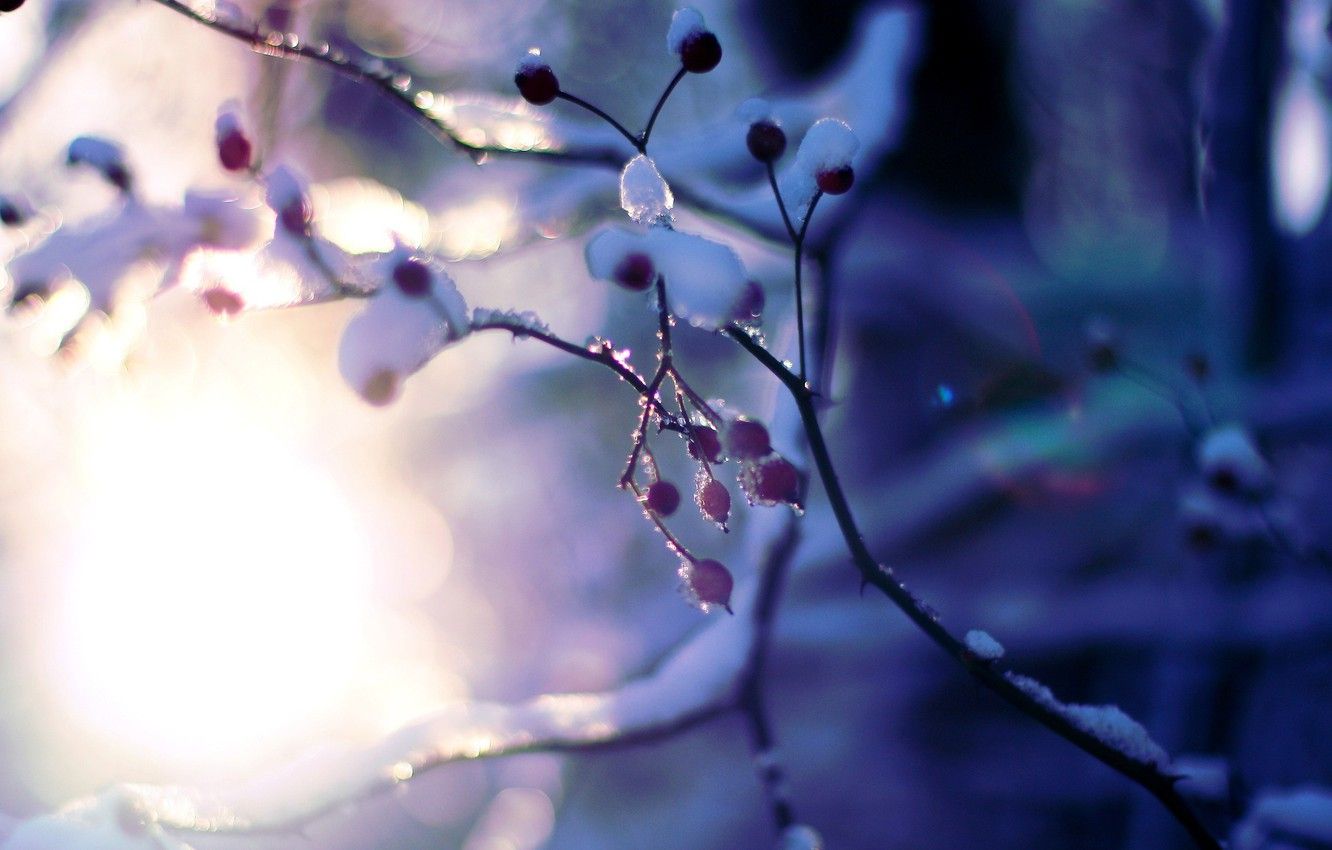 Wallpaper winter, the sun, macro, snow, trees, branches, background, tree, pink, Wallpaper, plant, blur, wallpaper, widescreen, background, tree image for desktop, section макро