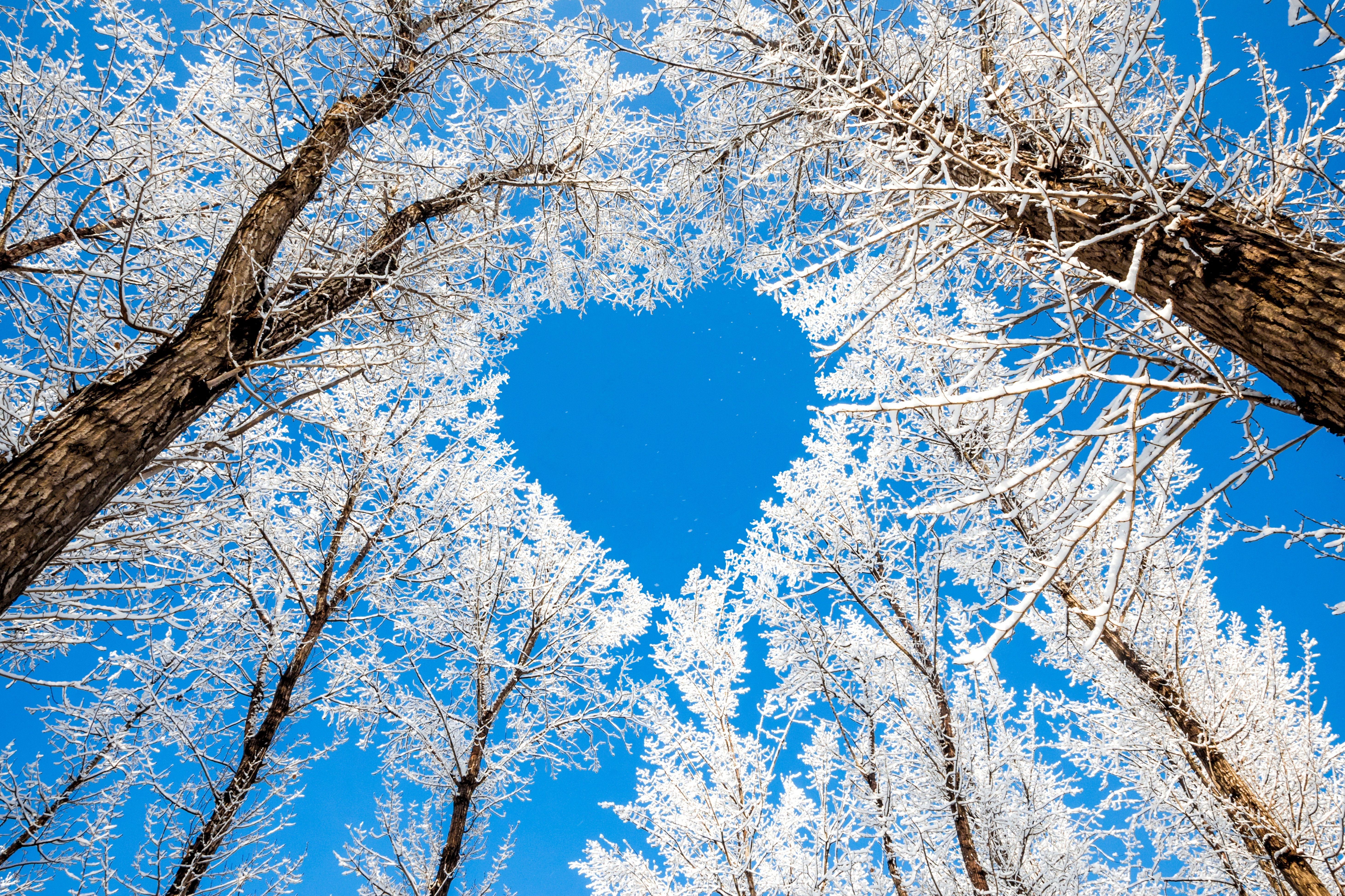 trees, Branches, Winter, Nature, Snow, Sky, Heart, Heart, Love Wallpaper HD / Desktop and Mobile Background